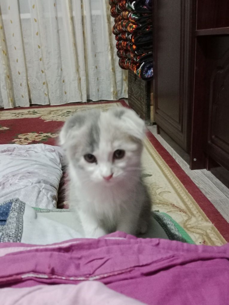 Продаются очень милые котята
