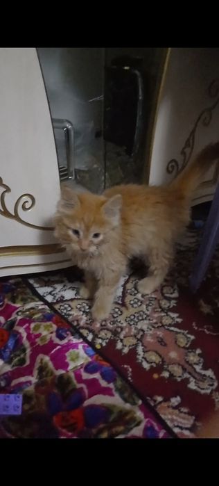 Хонаки мушук боласи уйга урганган хадия киламан