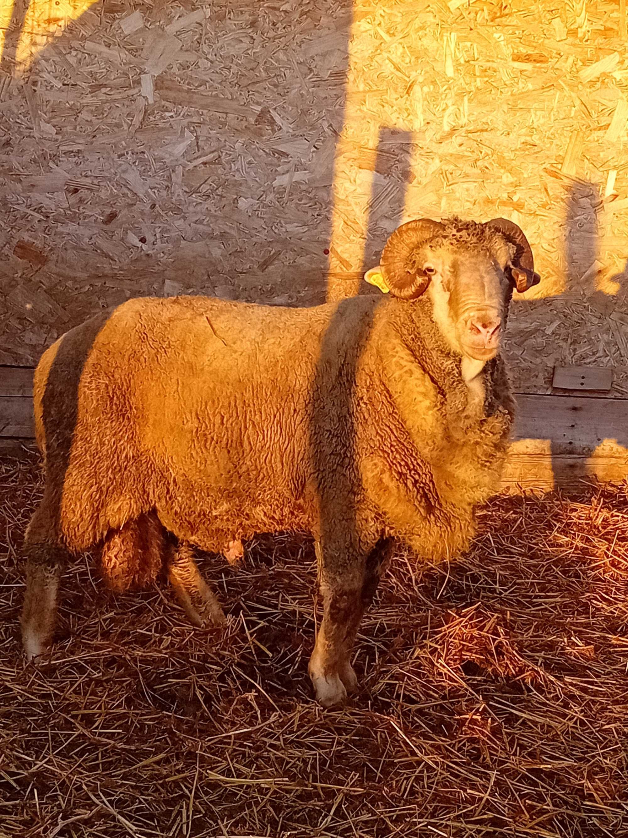 Vand berbeci merinos