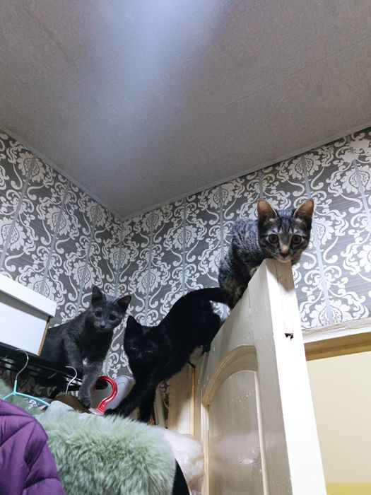 Ищу теплый дом для очаровательного котика девочки