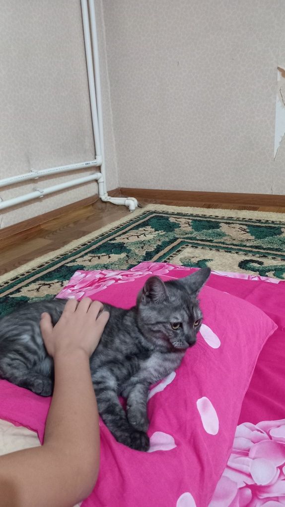 Срочно продам кошку азиатский Табби