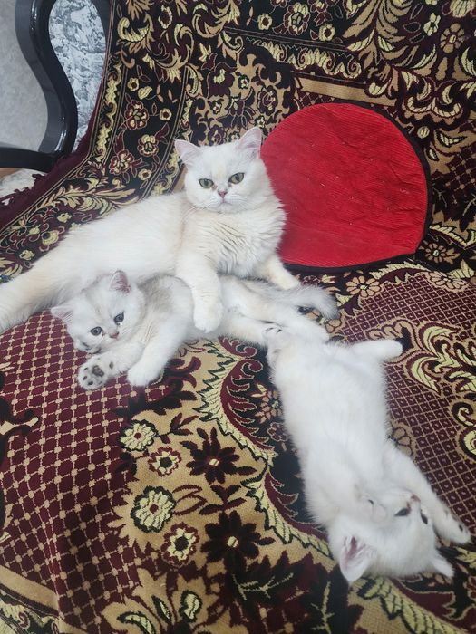 Продаются котята шиншилы