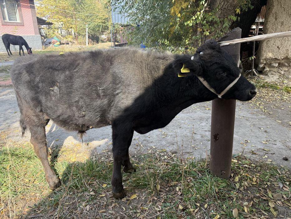 8 айлық еркек бұқа