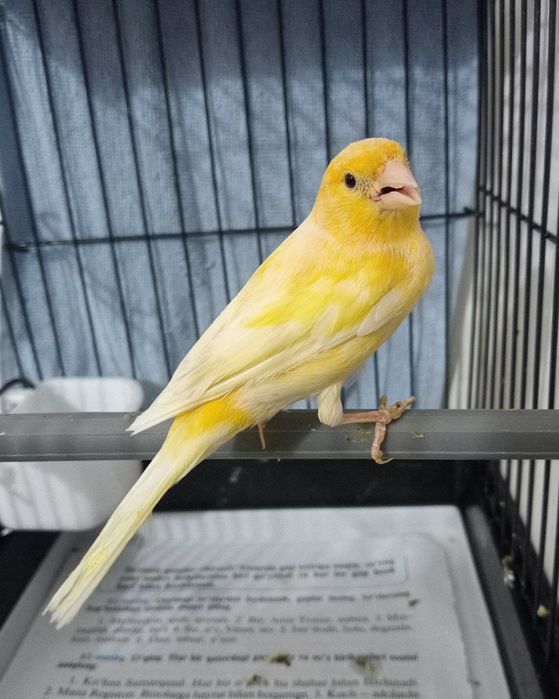 Kanareka moda bez petno sotladi