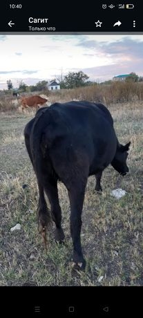 Продам мясо говядины. Режем по казахски, по ногам. Корова 4,5 года.
