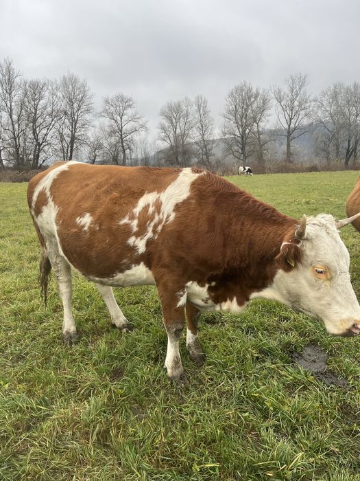 De vanzare juninca gestanta luna 9