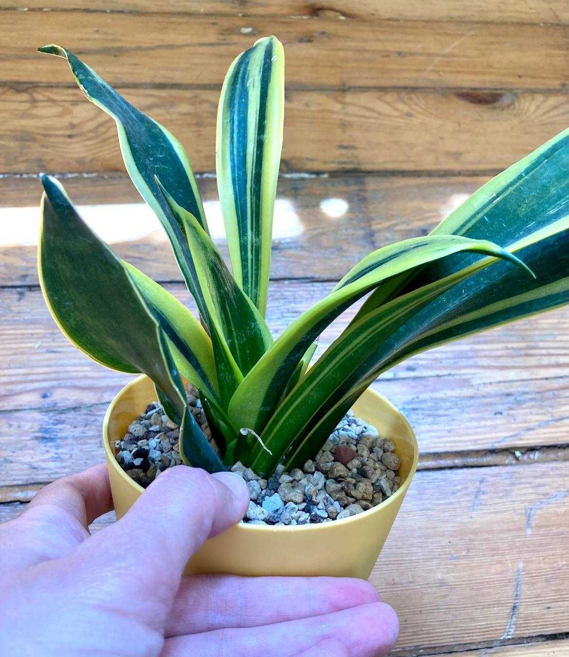 Сансевиерия Голден Флейм (Sansevieria Golden Flame)