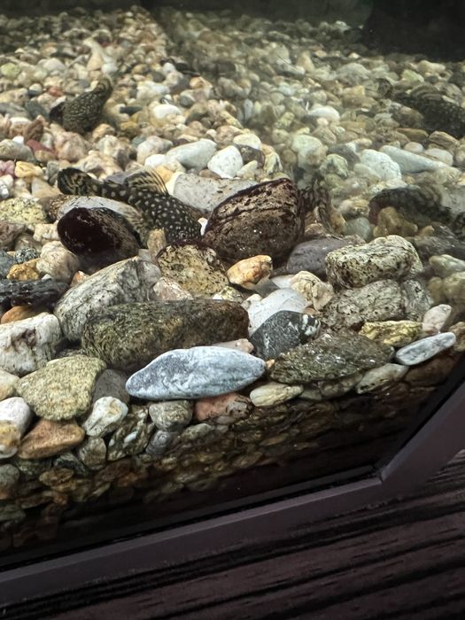 Анцитрус аквариумни рибки