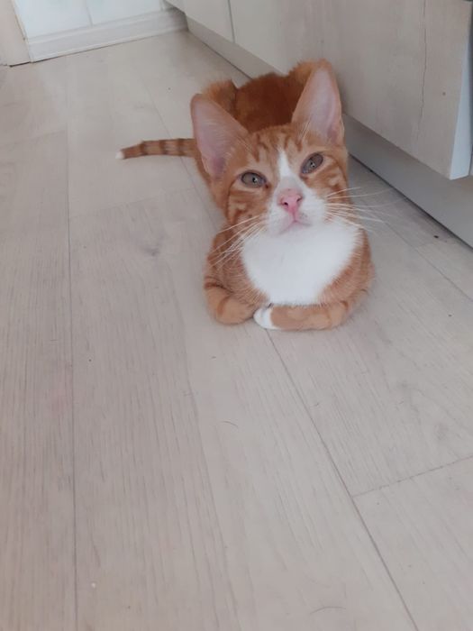 Котик в добрые руки 5 месяцев
