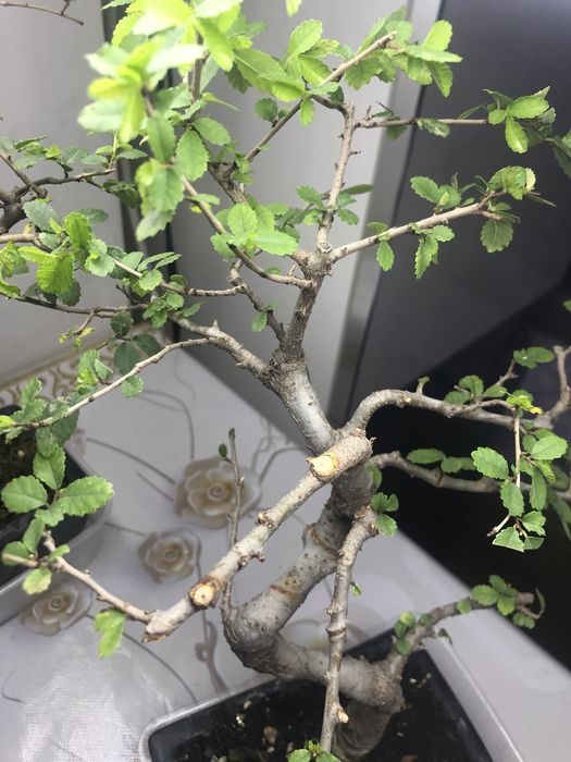 Продам бонсай китайский вяз!