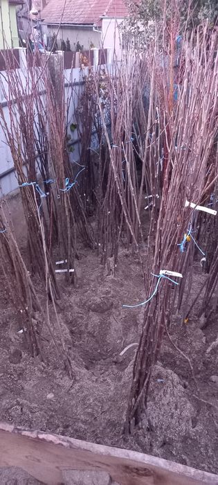 Pomi fructiferi calitatea 2 a