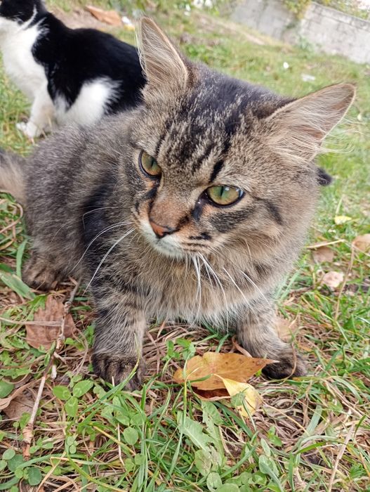 Pisicuți spre adopție