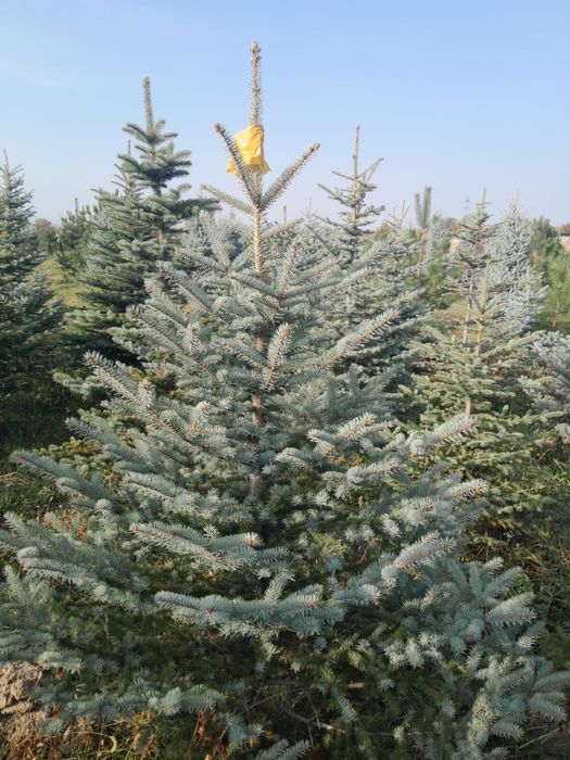 Ель голубая ель глаука супер блю блюдаймент ель зеленая шренка сибирка