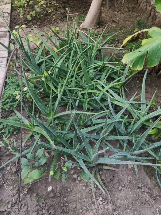 Aloe kochatlari sotiladi