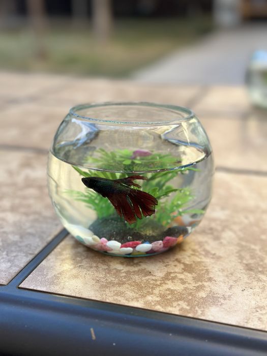 Рыбка петушок декоративные