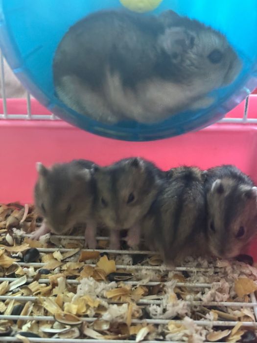 Джунгарские хомячки