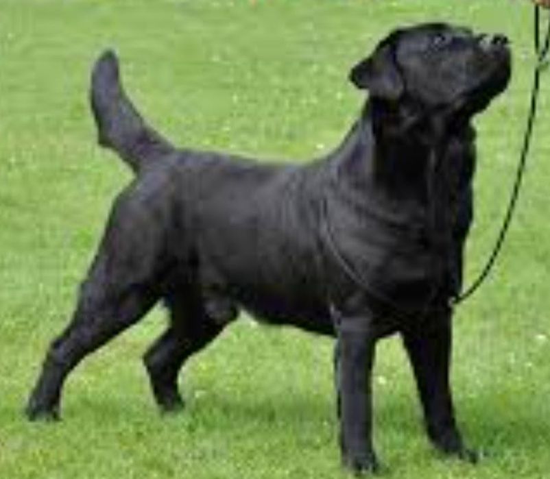Mascul Labrador Retriever RJCH...RCH