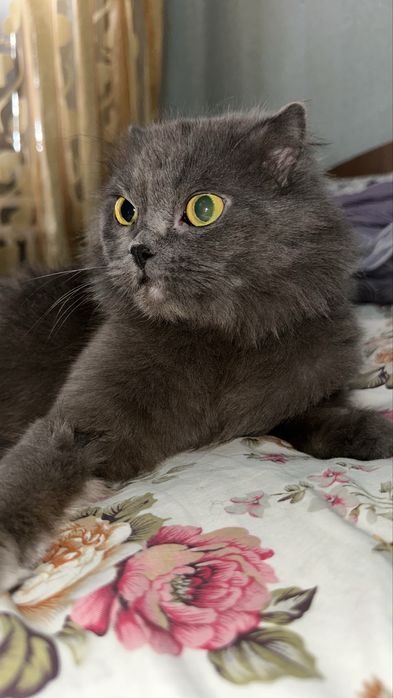 Отдам кошку в добрые руки