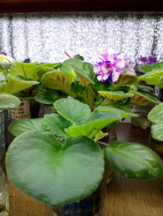 Продам детки сортовых фиалок, глоксиний