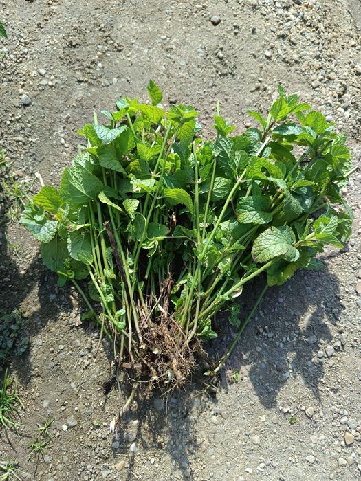 Plante de mentă pentru plantat sau ghivece