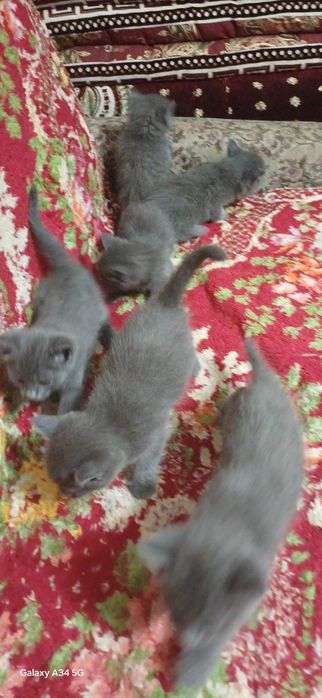 Скоттиш страйд мушукча угил