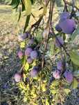 Vand prune pentu tuica sau la schimb cu cereale,gru,porumb.