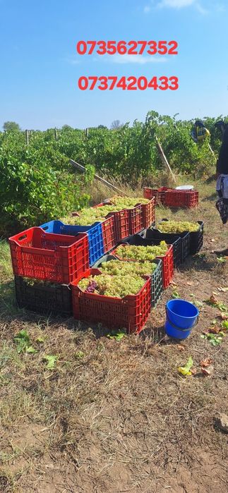 struguri de vin.