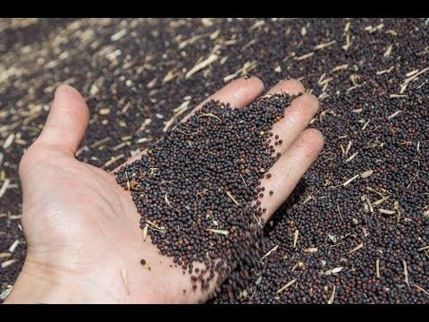 Рапс.Лён.Ячмень.Пшеница.Итд