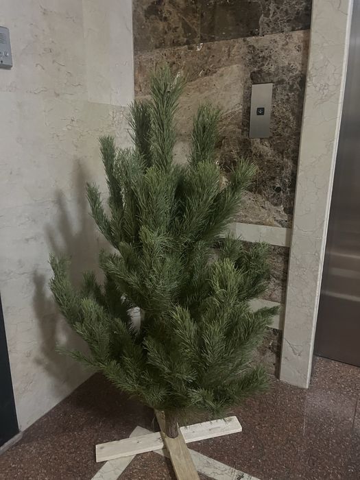 Елки новогодние живые