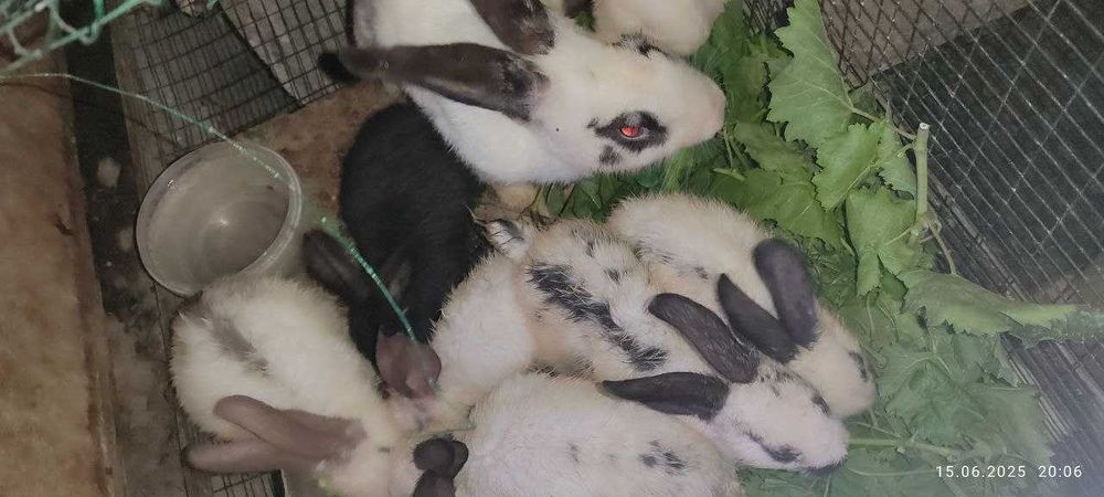 Продаются кролики с крольчатами (разных пород)