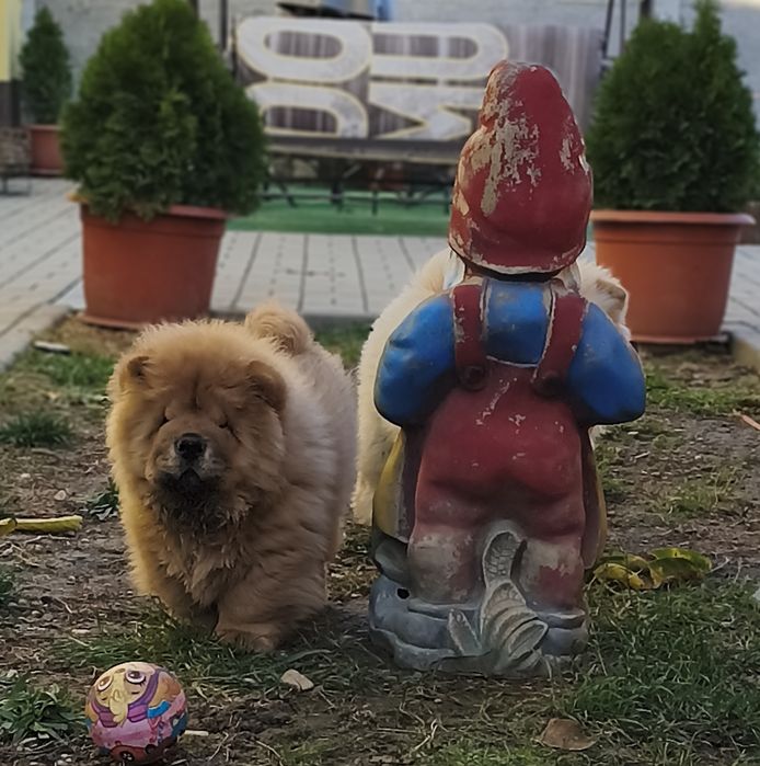 CHOW CHOW rosu cu pedigree