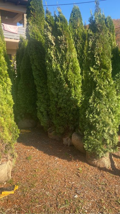 Oferta speciala Tuia smaragd 3m