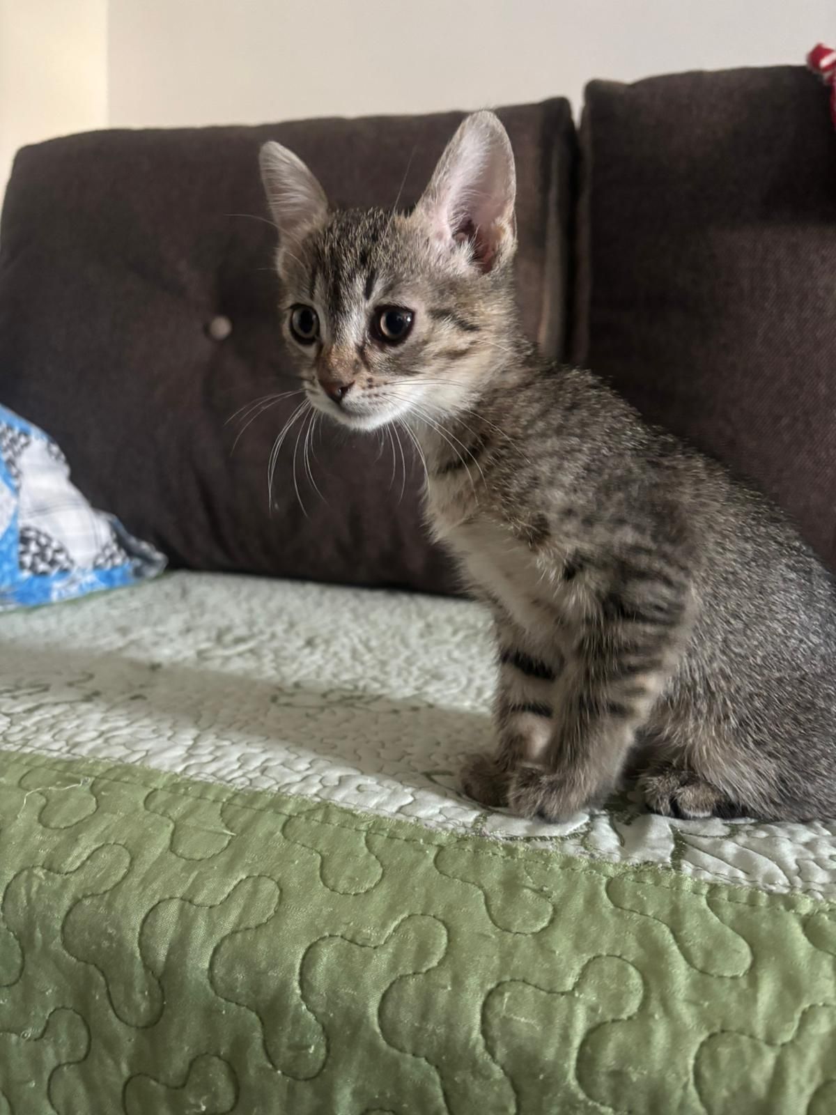 Adopție pui de pisica