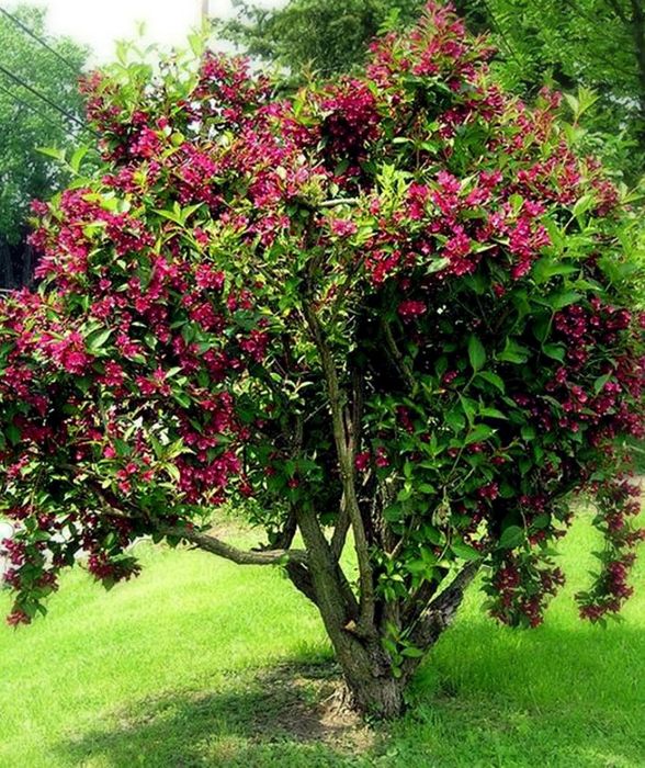 Weigela All Summer Monet"Copac