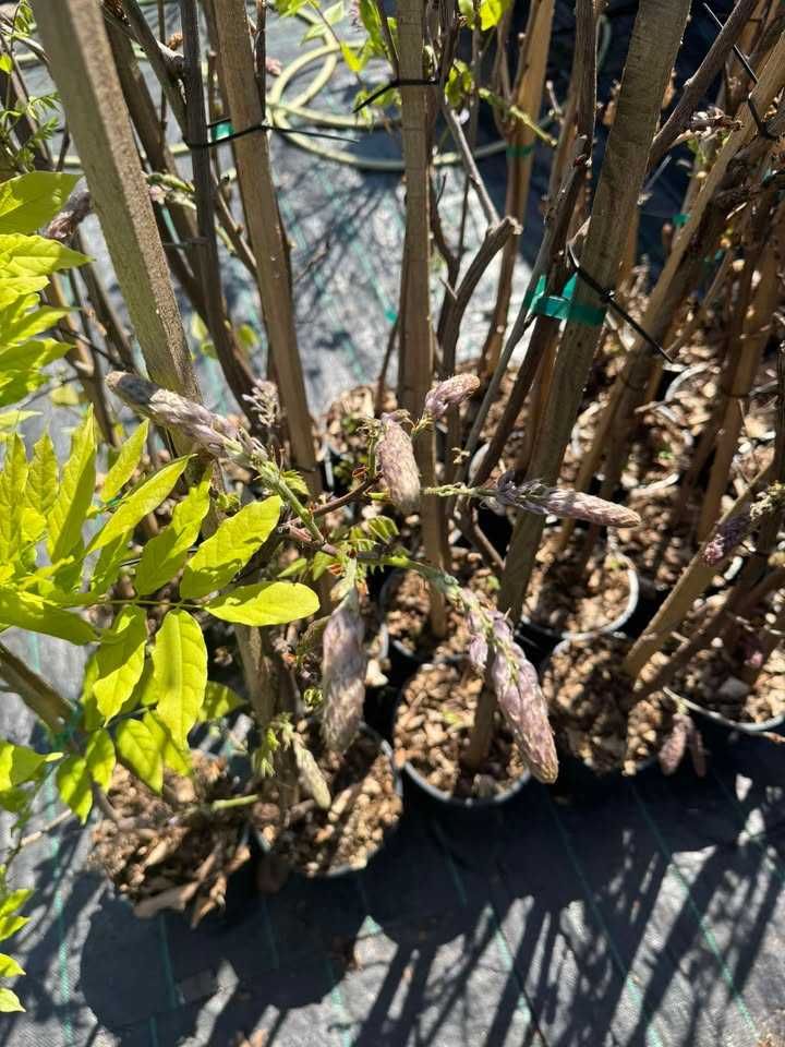Глициния (Wisteria)