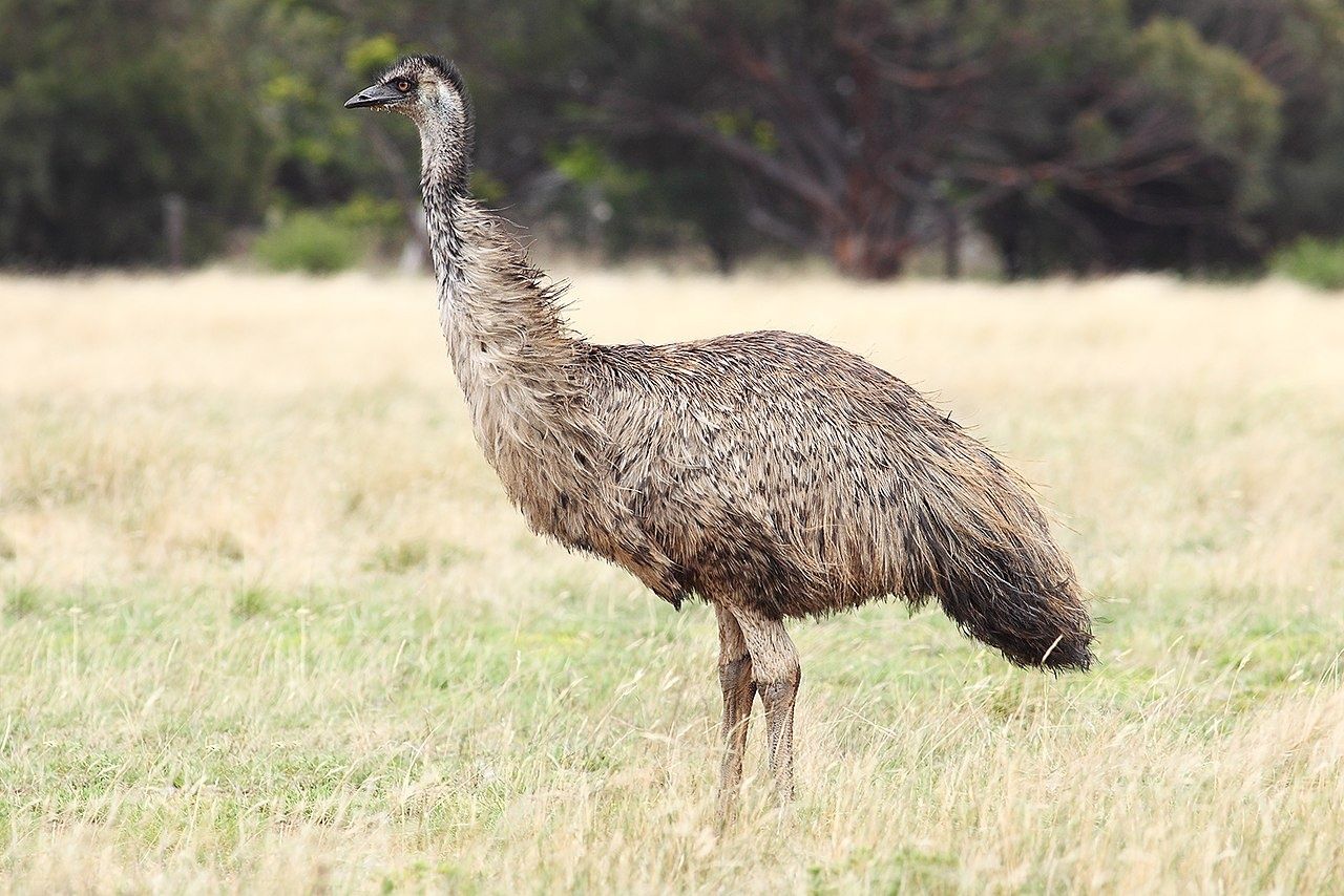 Emu maturi pereche s au separat