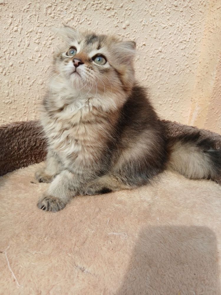 Скоттиш фолд и страйты Продается