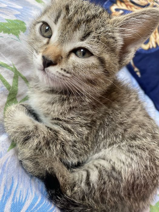 Котенок бесплатно
