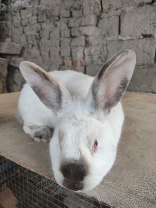 Фландр ва Калифорния тоза конли куёнлар сотилади