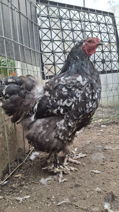 Vând găină  brahma negru bobat
