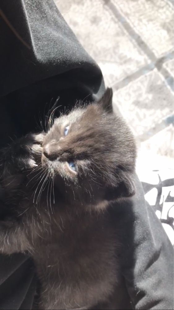 Котят британцы домашние