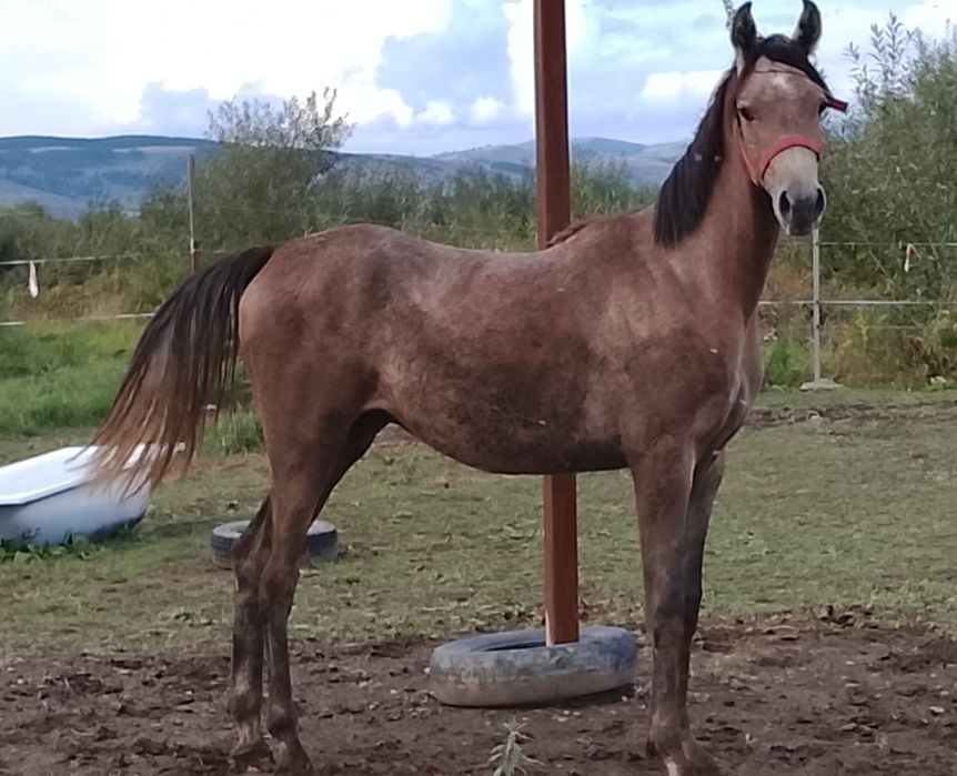 Armasar psa cu pedigree