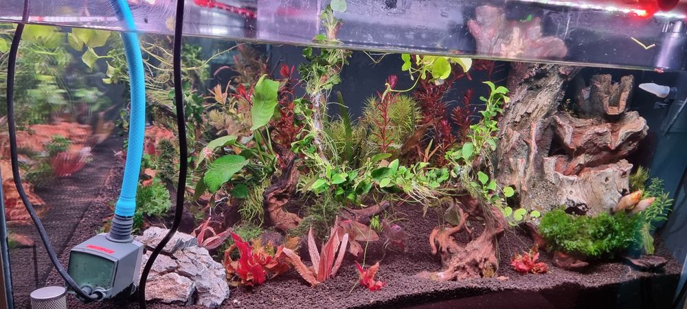 Urgent plante acvariu ,filtre ,lampe Chihiros..etc