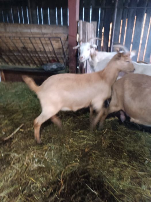 Țapi alpini de vânzare