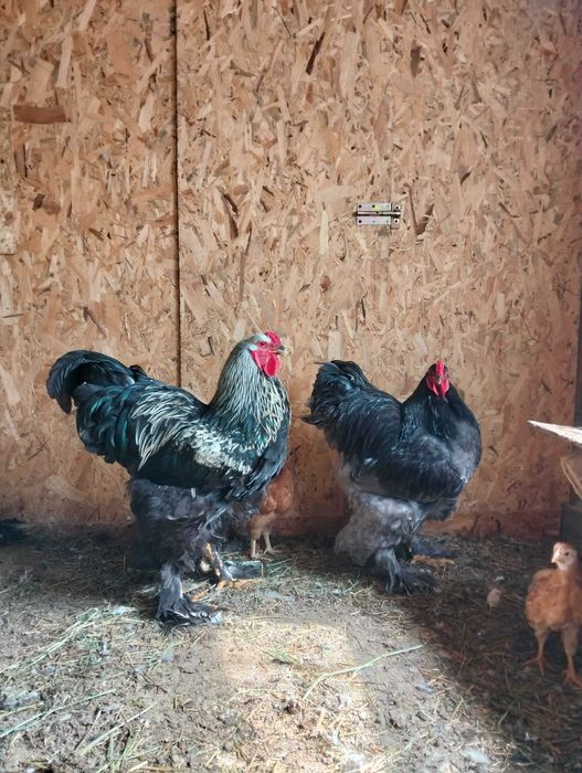Vând 2 cocoși brahma