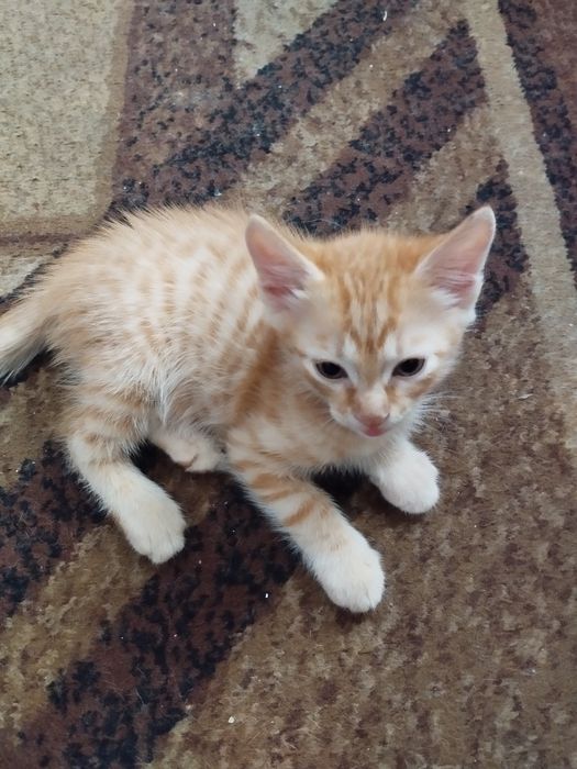 Отдам котёнка в хорошие руки! Умный игривый красавчик!