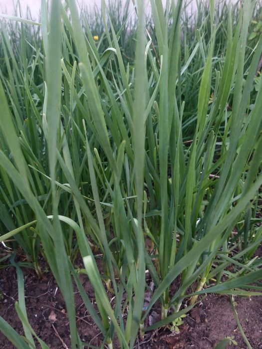 Продам свежий джусай