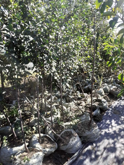 Pomi la container an 3