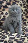 Scottish Fold Blue mascul