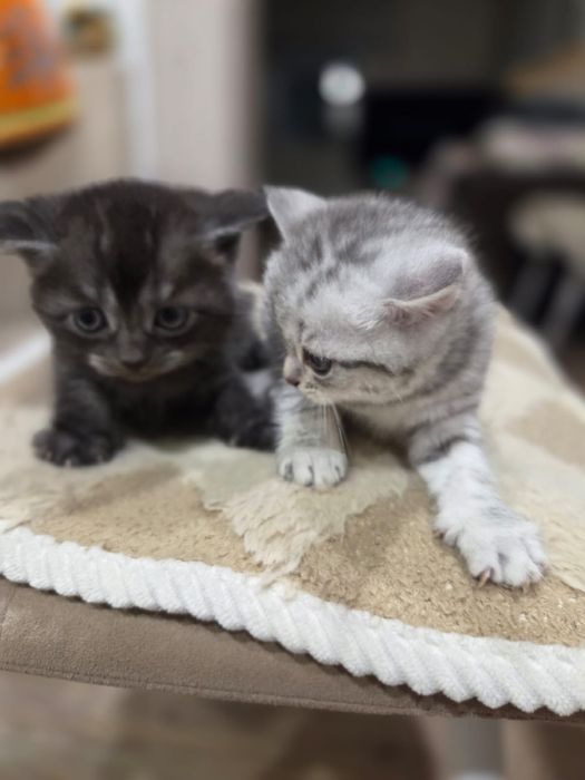 продам котят, скоттиш фолд